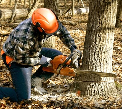 Tree Removal in Three Oaks, MI